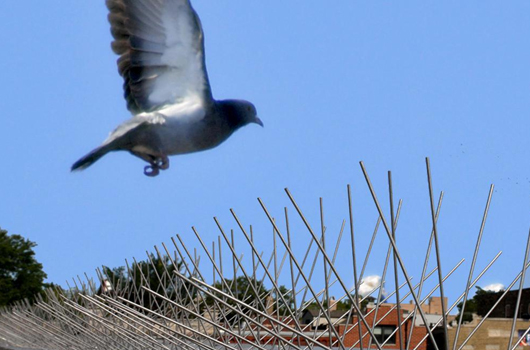 Bird Spike Installation Services
