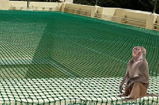 Monkey Net Manufacturer in Ahmedabad